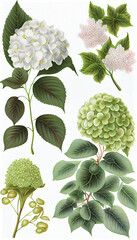 Hydrangea in acrylic paint, Flower Illustration Set. Invitations and Cards. Generative AI