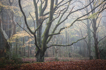 Misty Autumn Woodland, Dorset Woods, England, United Kingdom, Landscape Trees Stock Photo
