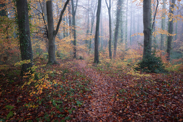Obraz premium Misty Autumn Woodland, Dorset Woods, England, United Kingdom, Landscape Trees Stock Photo