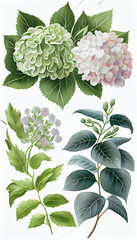 Hydrangea in Gouache paint, Flower Illustration Set. Invitations and Cards. Generative AI