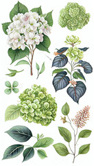 Hydrangea in Marker drawing, Flower Illustration Set. Invitations and Cards. Generative AI
