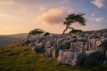 Yorkshire Dales, Lone Tree, England, United Kingdom, Limestone Pavement Landscape Stock Photo