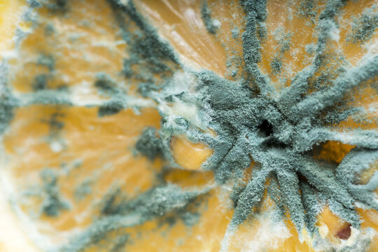 Macro close up of mildewed musty unfresh lemon cut in two parts with green mold on white plate
