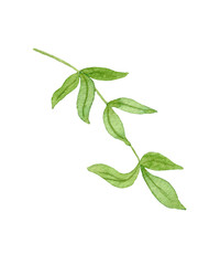 Watercolor green leaves. Illustration of Watercolor Branches. Design for Postcards, Invitations, Wreaths and Stickers.