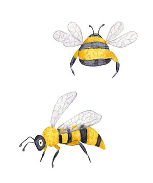 Watercolor Bee. Watercolor Illustration of Honey Bee and Bumblebee. Insects isolated on a white background.