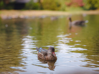 cute ducks on the pond in the Englischer Garten park, Munich, Germany. Summer travel to Europe