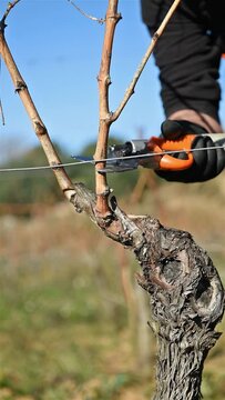 Winegrower pruning the vineyard with professional battery scissors. Traditional agriculture. Winter pruning, Guyot method. Footage.