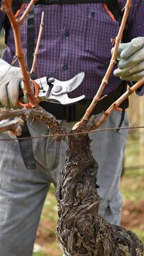 Winegrower pruning the vineyard with professional battery scissors. Traditional agriculture. Winter pruning, Guyot method. Footage.