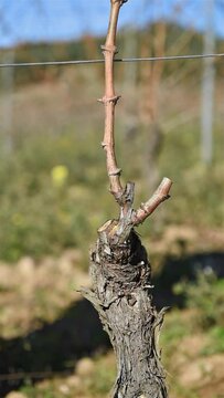 Winegrower pruning the vineyard with professional steel scissors. Traditional agriculture. Winter pruning, Guyot method. Footage.
