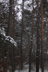 snow covered trees