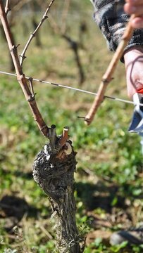 Winegrower pruning the vineyard with professional steel scissors. Traditional agriculture. Winter pruning, Guyot method. Footage.