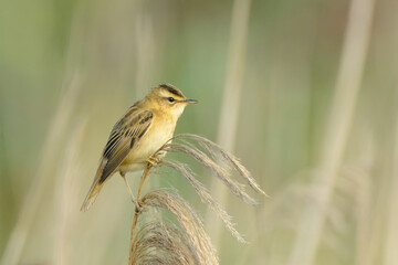 Sedge warbler Acrocephalus schoenobaenus
