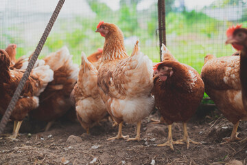 A group of hen or chicken in farm or hen house, Concept of caring farming or agriculture and Eco-friendly Food industry or Eco organic chicken farm, free cage. Local farm or agriculture. 