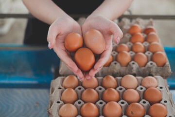 Hand showing an organic fresh eggs with egg panel. Concept of caring farming or agriculture and...