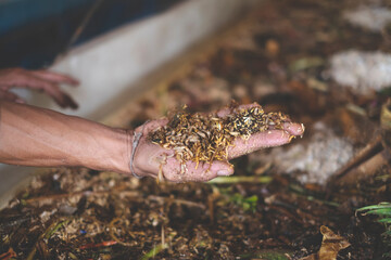 Hand showing worms or Black soldier fly larvae worms. Concept of biodegradable, decomposition, bio...