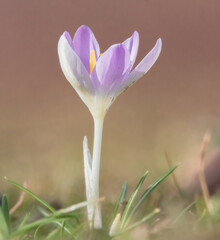 Krokus auf der Wiese