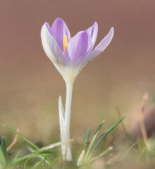 Krokus auf der Wiese