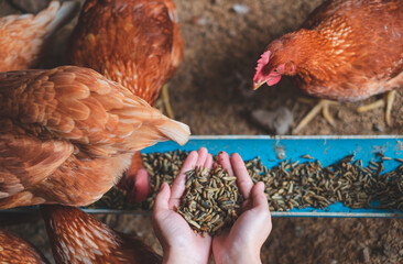 Hand's of farmer holding worms for feeding chicken, organic protein food for hen. Concept of Eco organic chicken farm, free cage. Local farm or agriculture. Happiness environment of chicken. © Irin