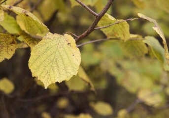 Bright yellow saturated leaves on the branches of a tree. Autumn day.