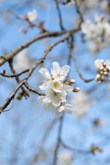 branch of cherry blossoms against the blue sky,flowering of fruit trees, spring