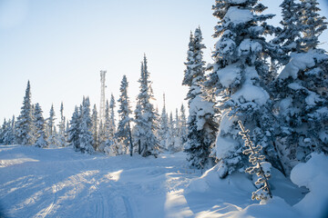 snow covered trees