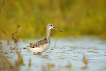 Common greenshank	Tringa nebularia
