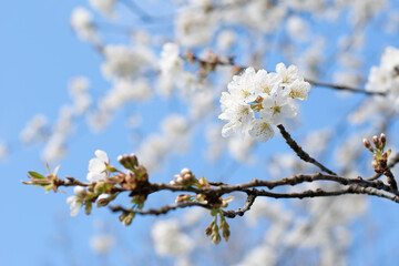 branch of cherry blossoms against the blue sky,flowering of fruit trees, spring