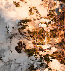 winter in the forest
