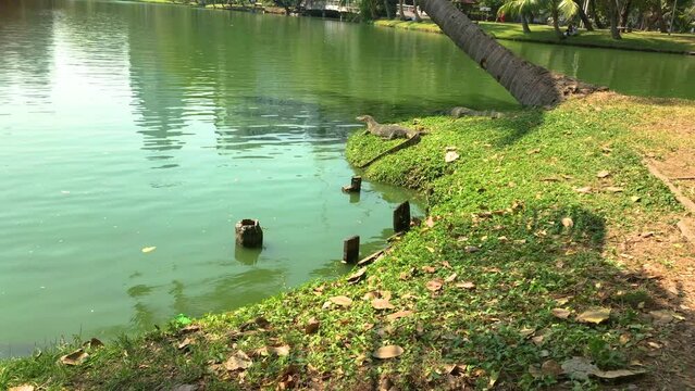 The big lizard is resting at the shore lake in Lumphini Public Park. Filmed in Bangkok, Thailand on Jan 31, 2023