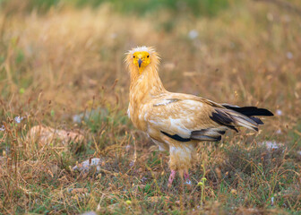 Adult Egyptian Vulture looking at the photographer