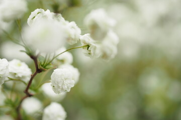 シジミバナ, Bridal wreath