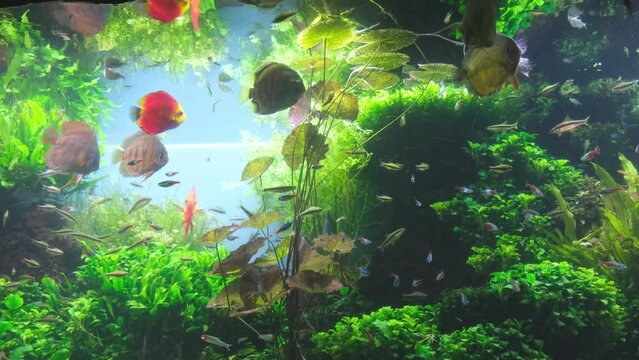 Colorful fish of different sizes swim in the aquarium, among green algae. High quality 4k footage