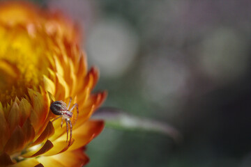 araña sobre los petalos de flor siempre viva amarilla o naranja