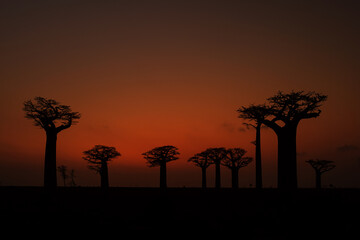 Baobab - Adansonia grandidieri, Madagascar west coast. Travel Madagascar. Holidays. Iconic tree.