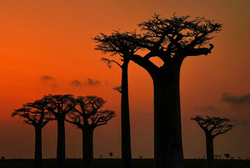 Fototapeta na wymiar Baobab - Adansonia grandidieri, Madagascar west coast. Travel Madagascar. Holidays. Iconic tree.