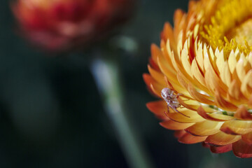 Fototapeta premium araña sobre los petalos de flor siempre viva amarilla o naranja