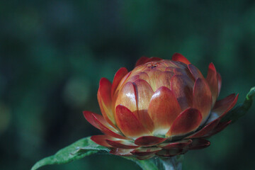 flores naranjas siempre vivas, foto macro