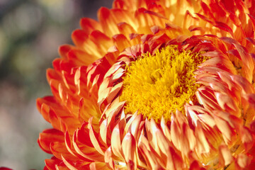 flores naranjas siempre vivas, foto macro