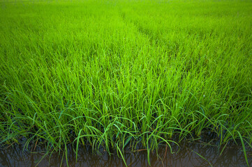green rice fields abundant
