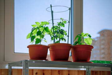 Seedlings of tomatoes and peppers in flower pots on the windowsill. Ornamental vegetable crops for growing at home.