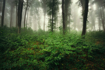 morning mist in natural green forest