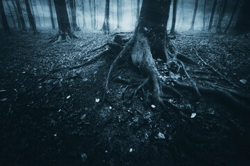 dark scary old tree roots in forest at night