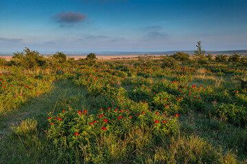 Aerial view of a field full with red peonies part of the Romanian heritage. Flower of Romania.