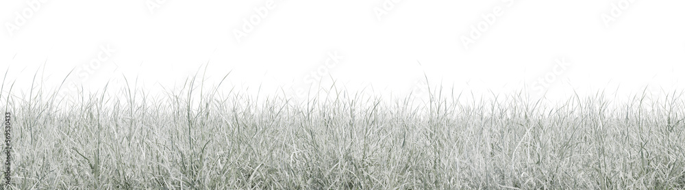 Poster snow grass field in nature, meadow in winter, tropical forest isolated on transparent background - p