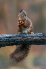 Naklejka na ściany i meble Eurasian red squirrel (Sciurus vulgaris) eating a hazelnut on a branch. Noord Brabant in the Netherlands. 