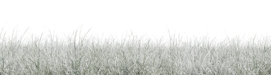 Snow grass field in nature,  meadow in winter, Tropical forest isolated on transparent background - PNG file, 3D rendering illustration for create and design or etc