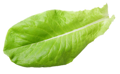 lettuce green leaf salad isolated on transparent background 