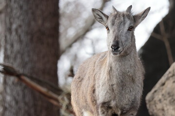 スーチョワンバーラル