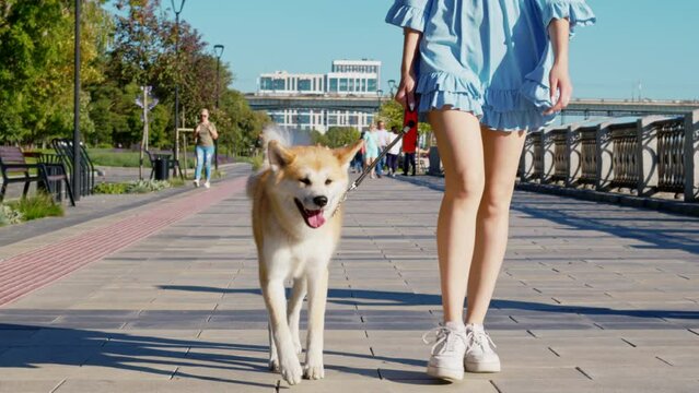 Faceless girl in dress walks dog on leash in city park. Young woman going with Akita Inu along paved path surrounded by grass, trees. Caucasian lady with pet spend time on urban street in summer
