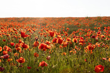 Fototapeta na wymiar Poppy field in France, Provence in summer time.